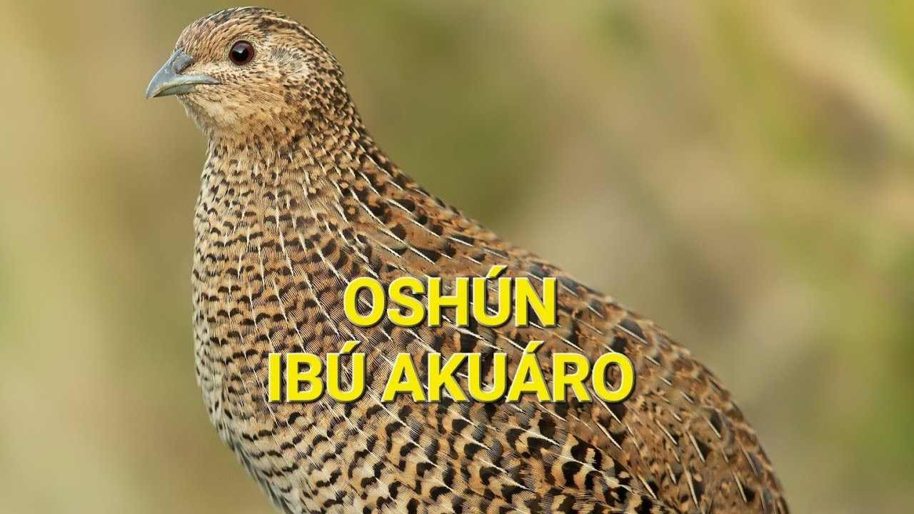 Camino de Oshun IBU AKUARO. La que tiene el secreto de la vida y la muerte. #oshun #ibuakuaro