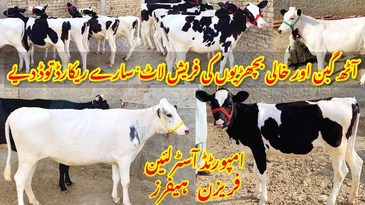 آٹھ گبن اور خالی بچھڑیوں کی فریش لاٹ | امپورٹڈ آسٹریلئین فریزن ہیفرز | فوجی بچھڑی فارم تونسہ