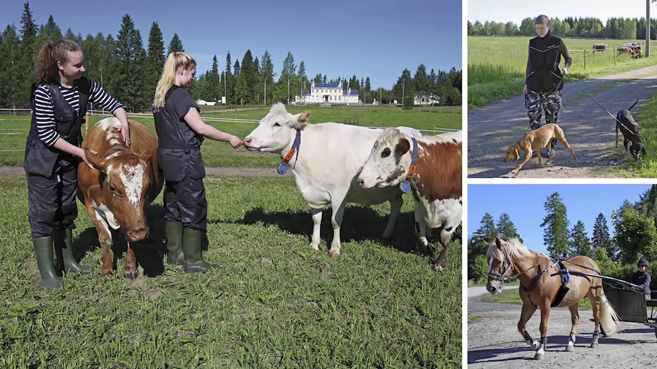 Maatalousalan perustutkinto, eläintenhoitaja