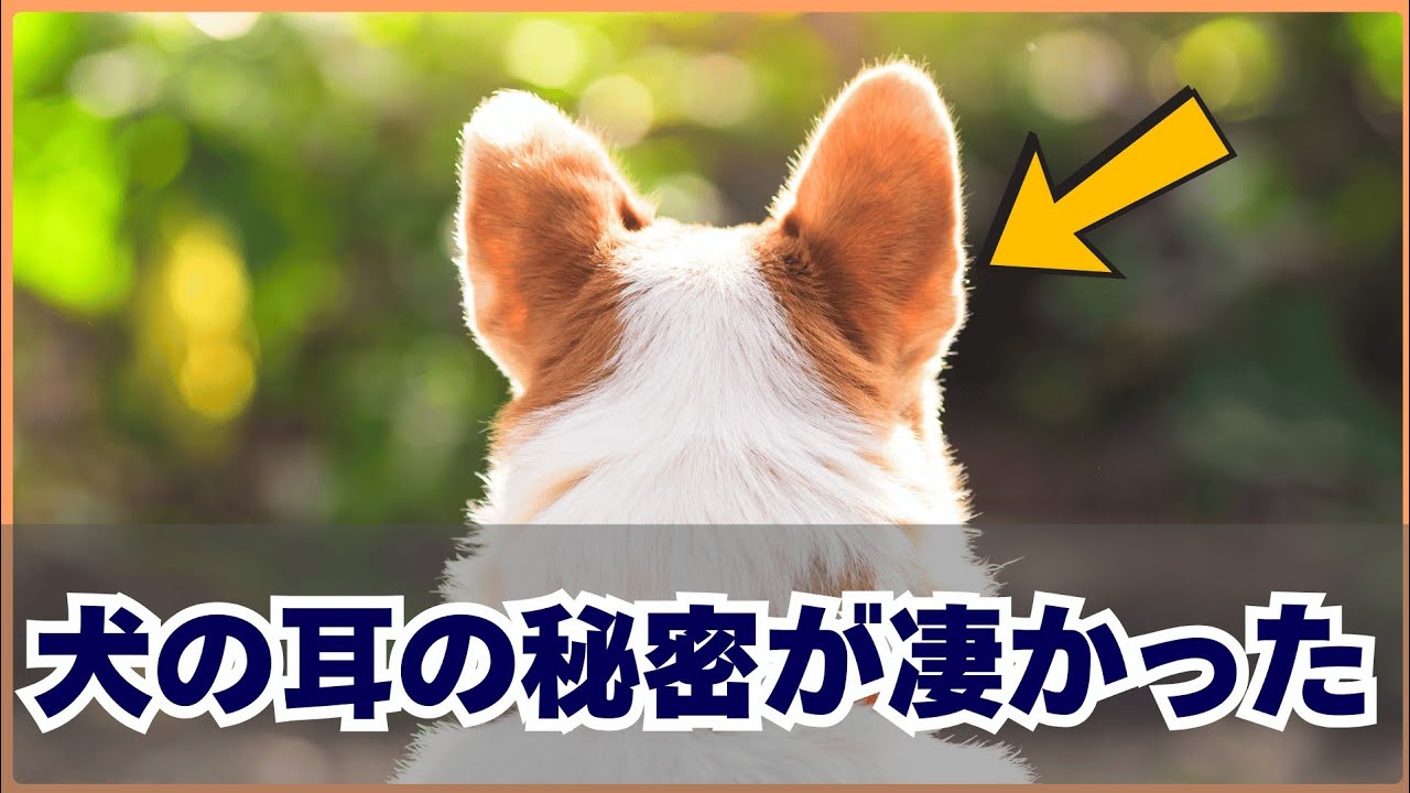 犬の耳の秘密が凄かった