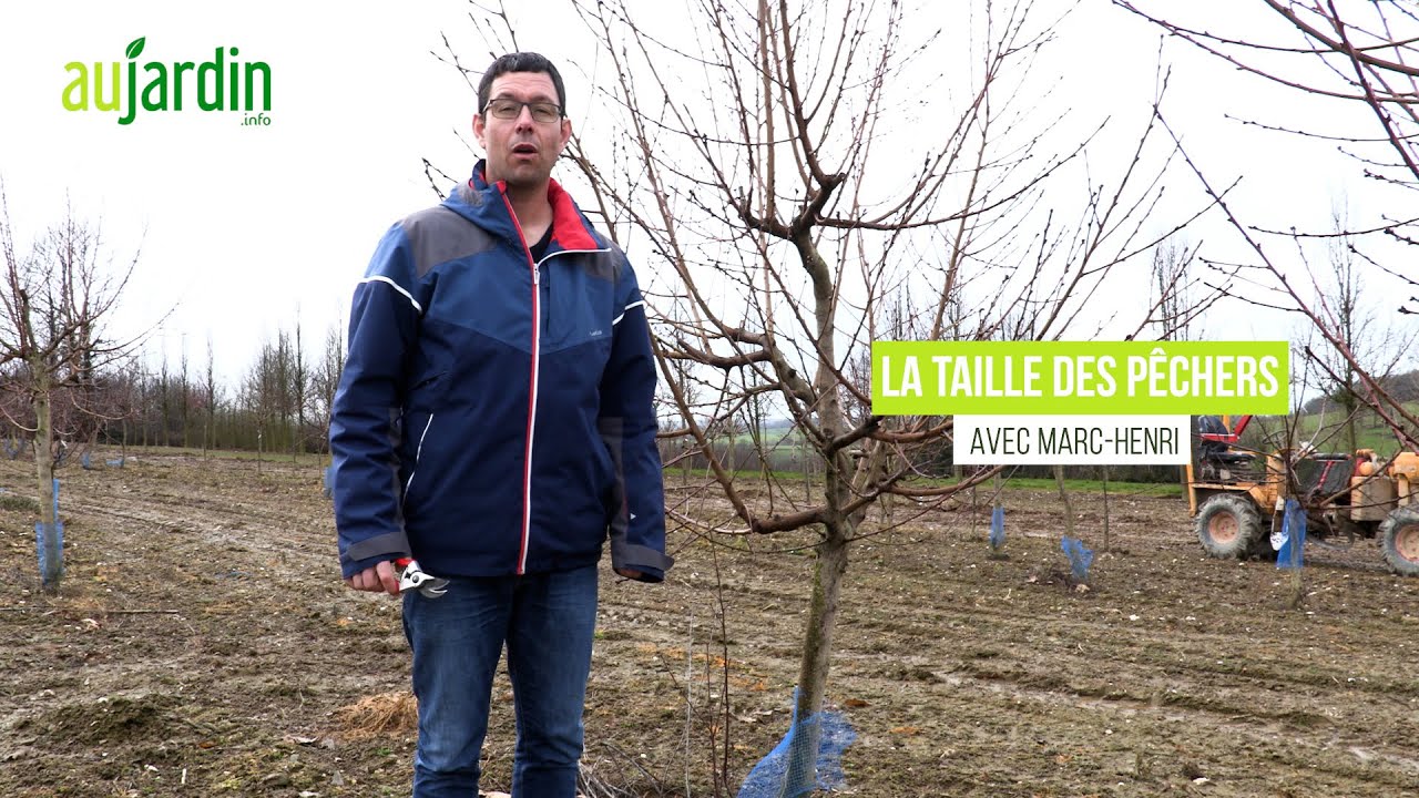 🍑POURQUOI est-il ESSENTIEL de TAILLER le PÊCHER ? Quels GESTES pour RÉUSSIR et ÉVITER la CLÔQUE ?