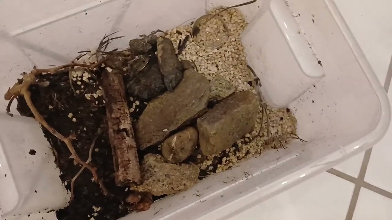 NOSFERATU SPINNE am Faden.Teil3