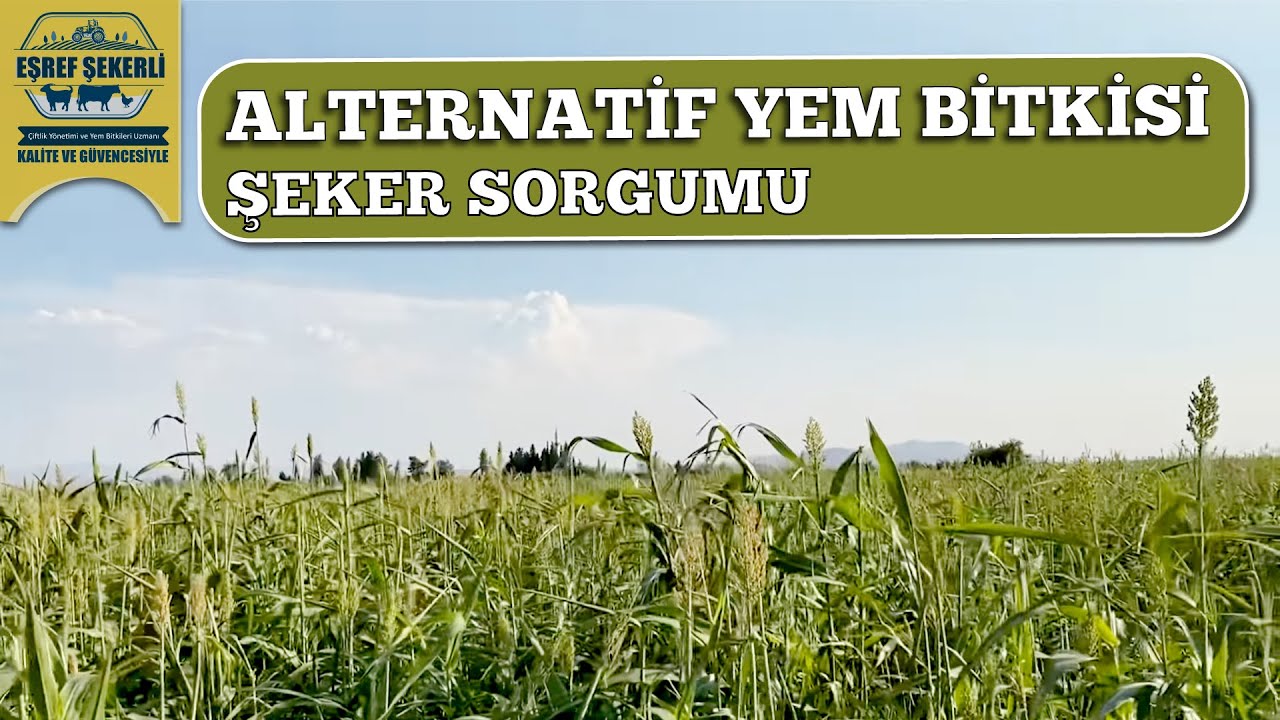 Şeker Sorgumu Alternatif Silaj Bitkisi! #Silaj