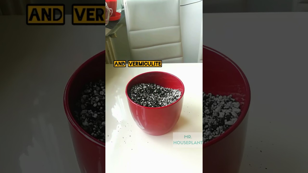 Gasteraloe Propagation