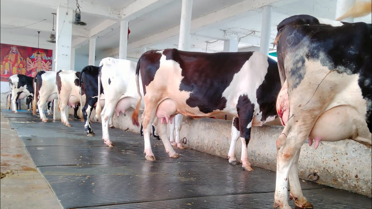 Top Class HF cows available for sale || Maratha Dairy Farm || Karnal,Haryana