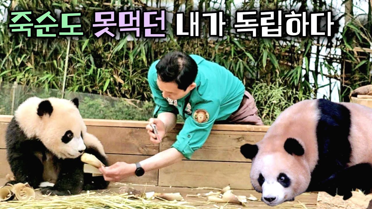 동생이 잠들자 엄마 마중 나가는 언니 잠시후 후이바오가 알아차리자 돌아가는 루이바오 25.08.21