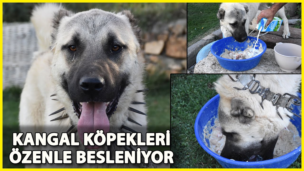 Kangal Köpekleri, Kış için 'Sütlü Tahıl' ile Besleniyor