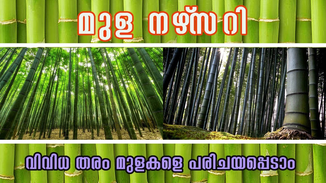 വിവിധ തരം മുളകളെ പരിചയപ്പെടാം | മുള നഴ്‌സറി | മുള | Bamboo | Bamboo Nursery |Wayanad Bamboo