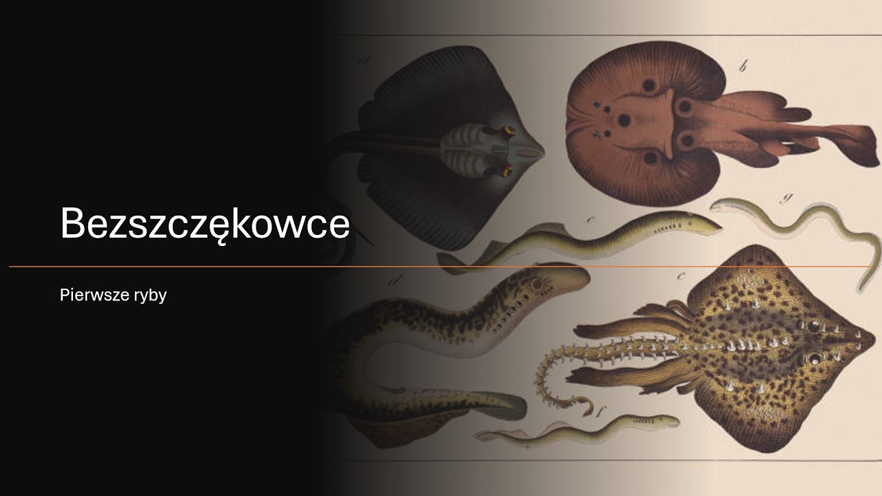 Bezszczękowce - pierwsze kręgowce