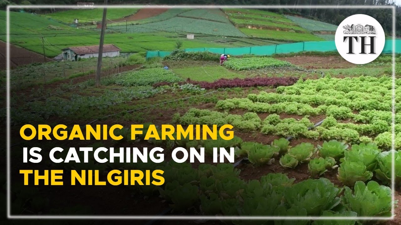 Organic farming is catching on in the Nilgiris | The Hindu