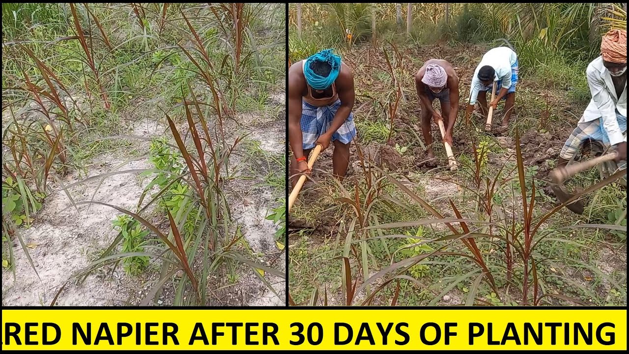 Red Napier after 30 days of planting / How to grow Red Napier for Dairy Farms / Dairy Farming Ideas
