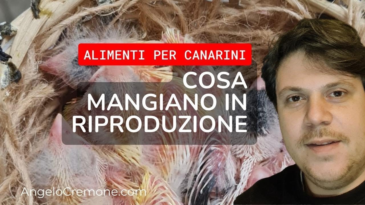 L' alimentazione dei canarini in riproduzione
