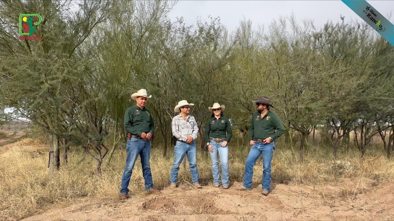 Plantas Tóxicas