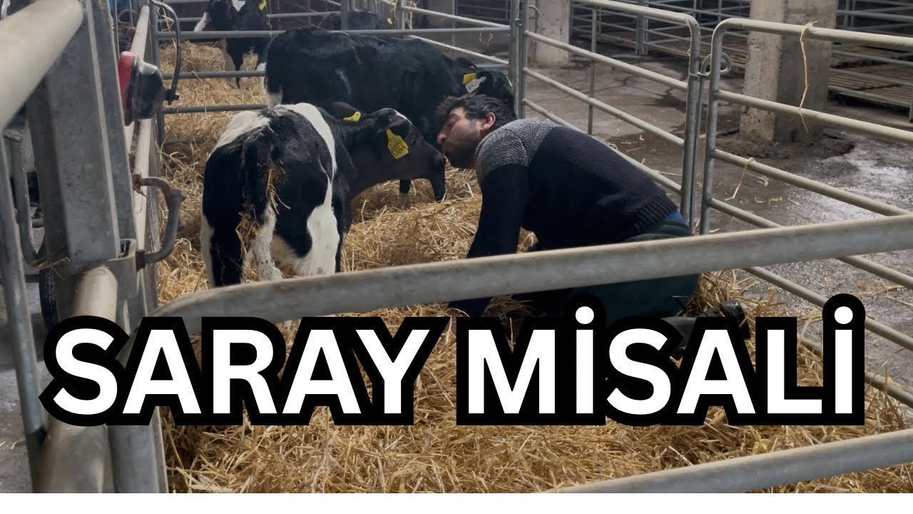 Minik Devlerin Taşınma Anları, Mutlulukları Üst Düzeyde