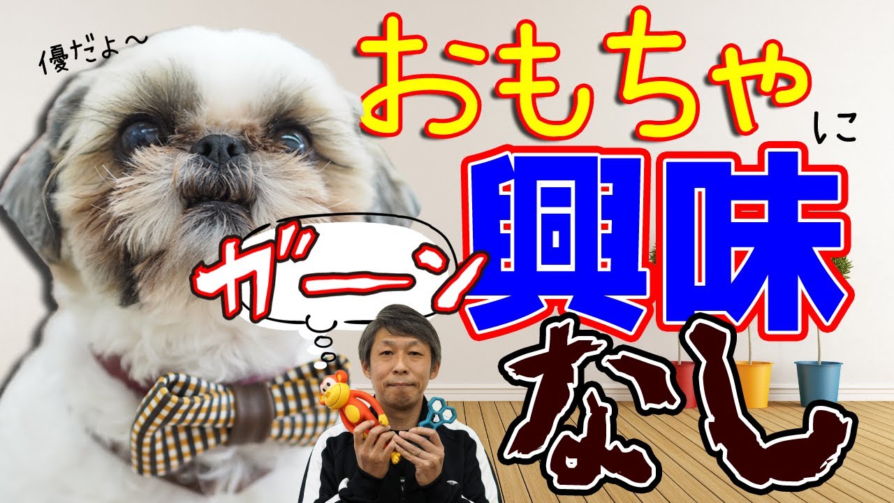 【犬 しつけ】愛犬がおもちゃに興味が無い場合は、どうやって遊べばいいの？