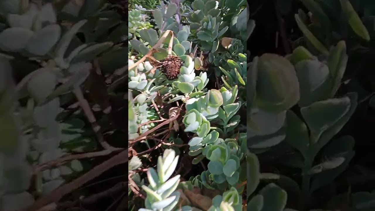 Kalanchoe marnieriana 
