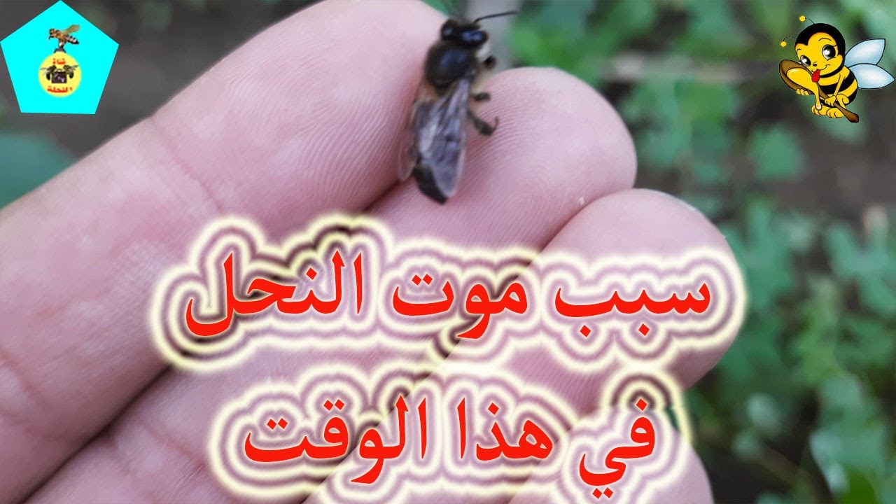 توضيح مهم عن سبب وجود نحل ميت على أرضية المنحل وتحت الخلية