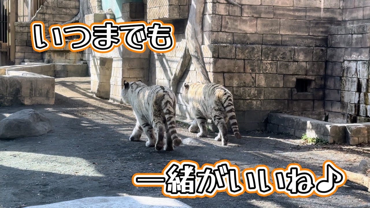 並んで歩くコタくんとハクくんの後ろ姿を、いつまでも見ていたい🩷　1月11日 東武動物公園　ホワイトタイガー
