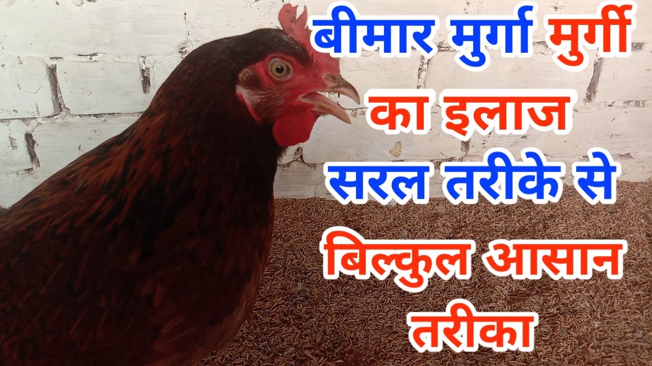 बीमार मुर्गी का इलाज || Bimar murgi ka ilaaj kaise karen || Bimar murgi ko kaise theek Karen