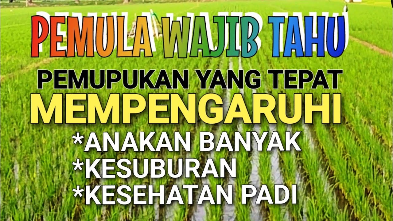 PEMUPUKAN PADI YANG TEPAT