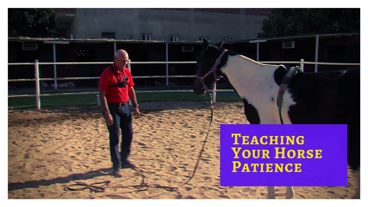 How to Teach your Horse Patience on the Ground