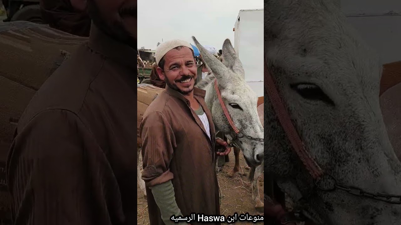 ايد ورجل الفلاح تخيلوا اسعار الحمير في مصر وصلت كام 🐎🐎👉