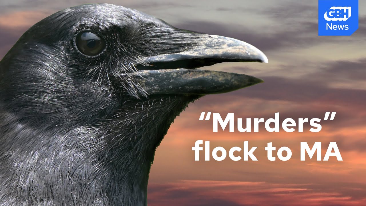 Thousands of crows in Lawrence, MA mesmerize: 