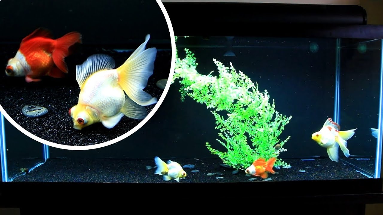 10 Minutes of Goldfish