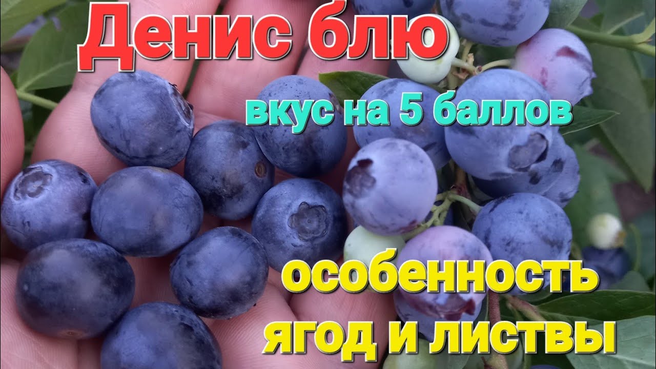 Маркеры сорта Денис Блю 