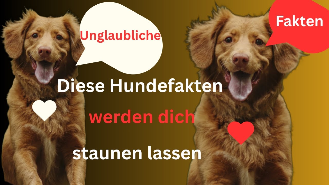 Hunde sind unglaublich: 10 Fakten, die dein Bild für immer verändern