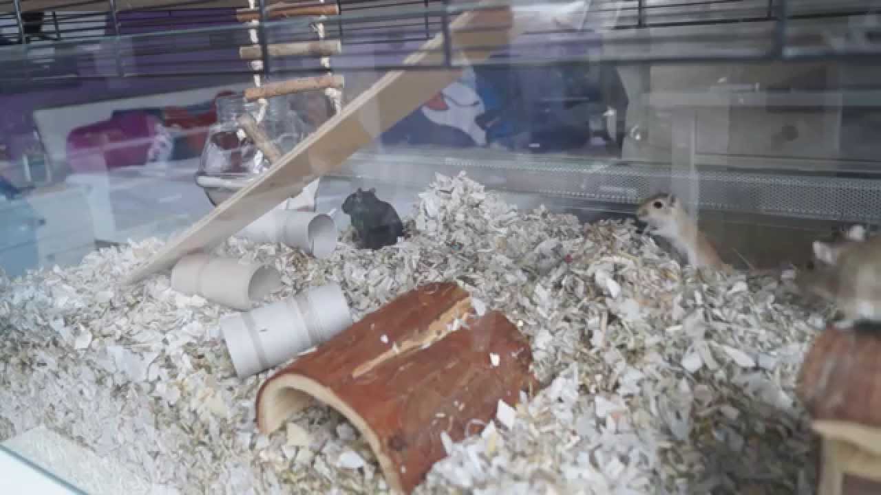 RENNMAUS-NAGARIUM EINRICHTEN #2