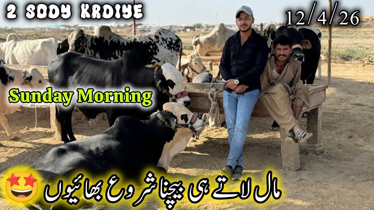 Sunday Morning At Northern Bypass Mandi Karachi Latest Rates Update | 12 April 2026 | Cow Mandi. 
