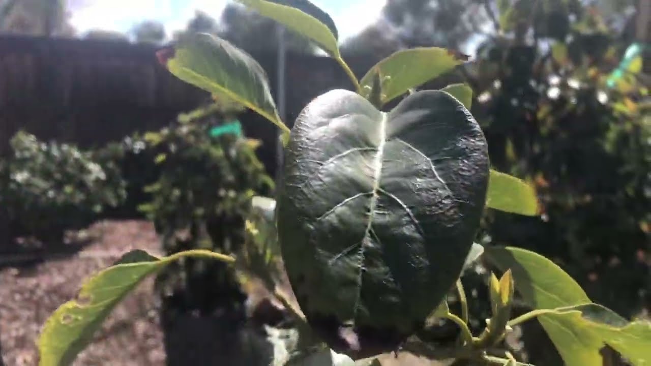 The tale of 2 Sharwill avocado trees in containers