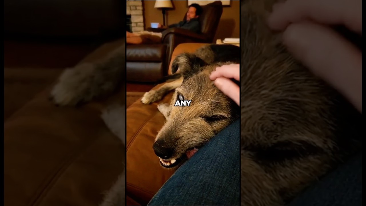 This Dog Refused to Sleep in the Dark