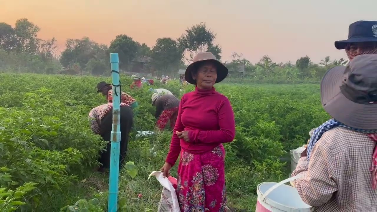 After harvesting chili peppers this morning, we headed to Battambang and picked up a roasted duck