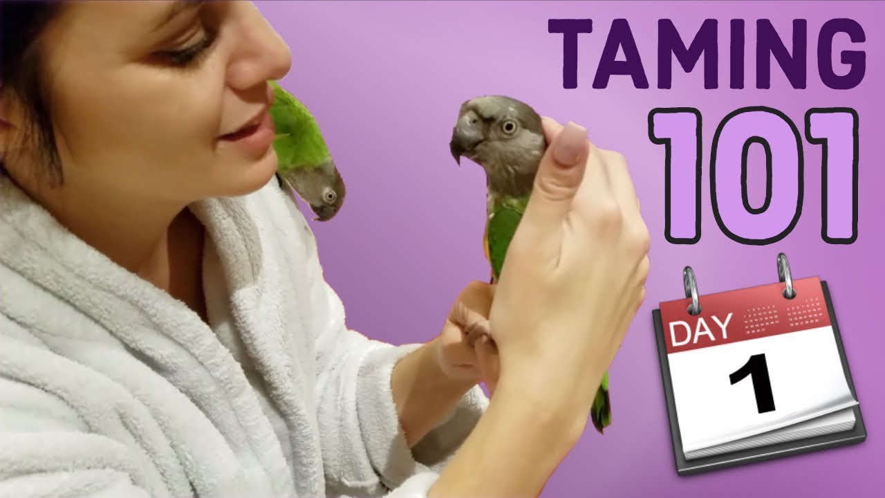 Bringing Home Two New Birds | How to Bond and Tame A New Bird on Day One