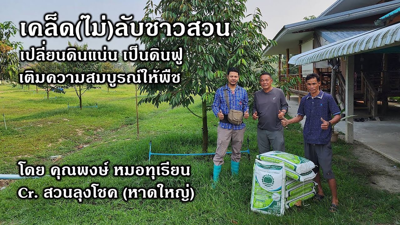 เคล็ด(ไม่)ลับชาวสวนทุเรียน เปลี่ยนดินแน่นเป็นดินฟู ด้วยยิปซั่มที่สวนลุงโชค l คุณพงษ์หมอทุเรียน