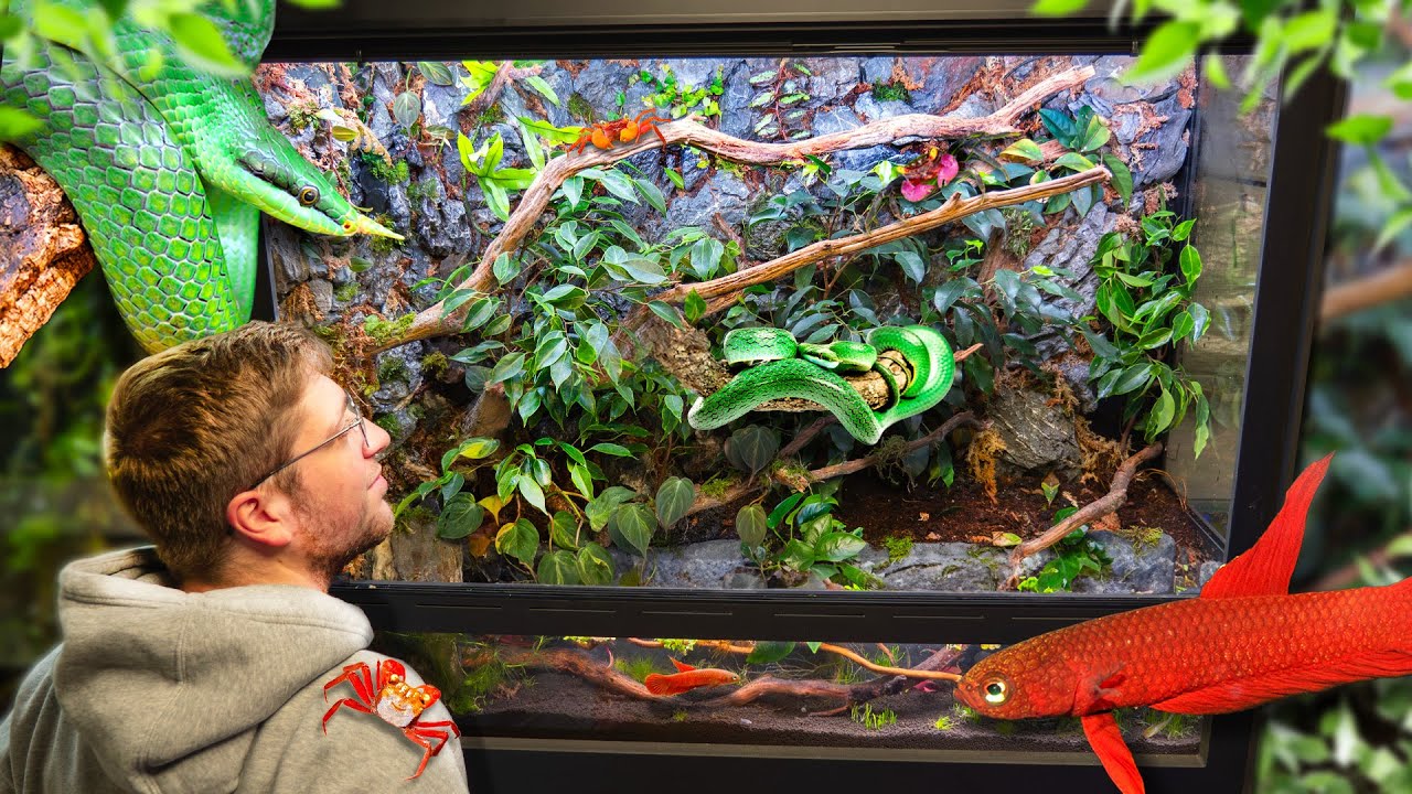 Terrarium XXL, On a RECRÉÉ un ÉCOSYSTÈME VIVANT à Serpent, Poissons et Crabes