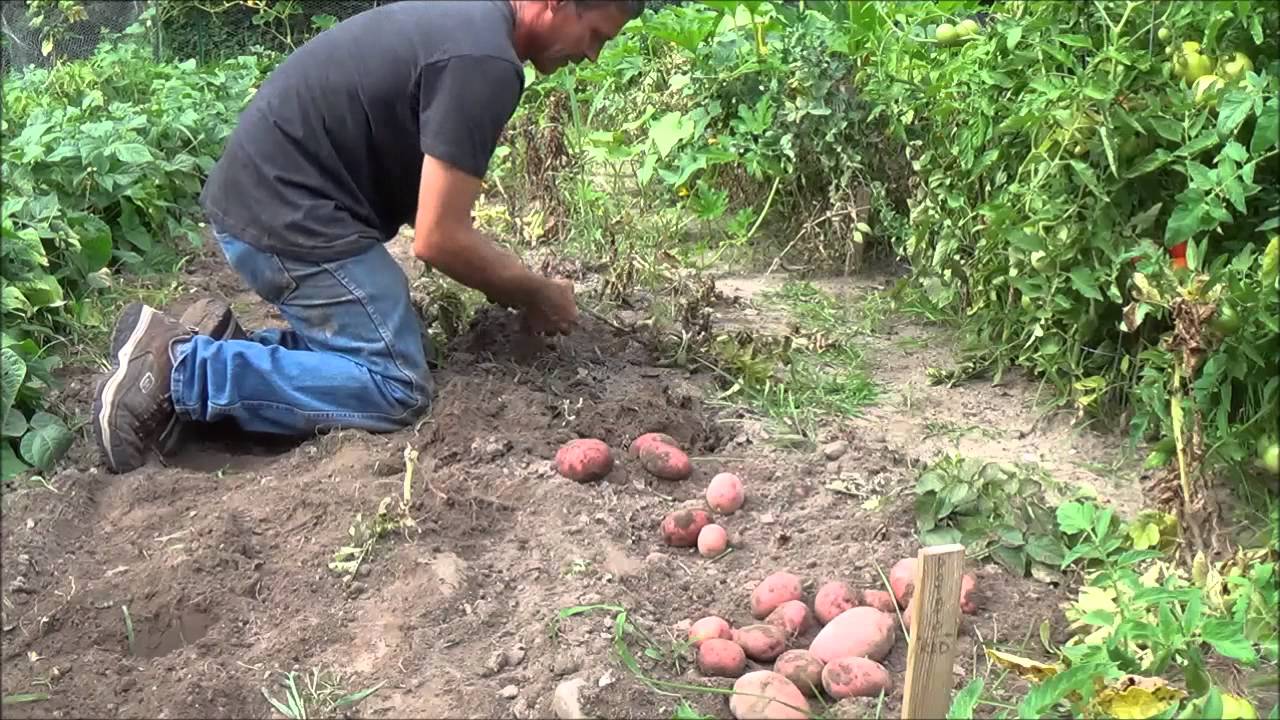 The Garden, Harvest. Time to Pick The Potatoes.