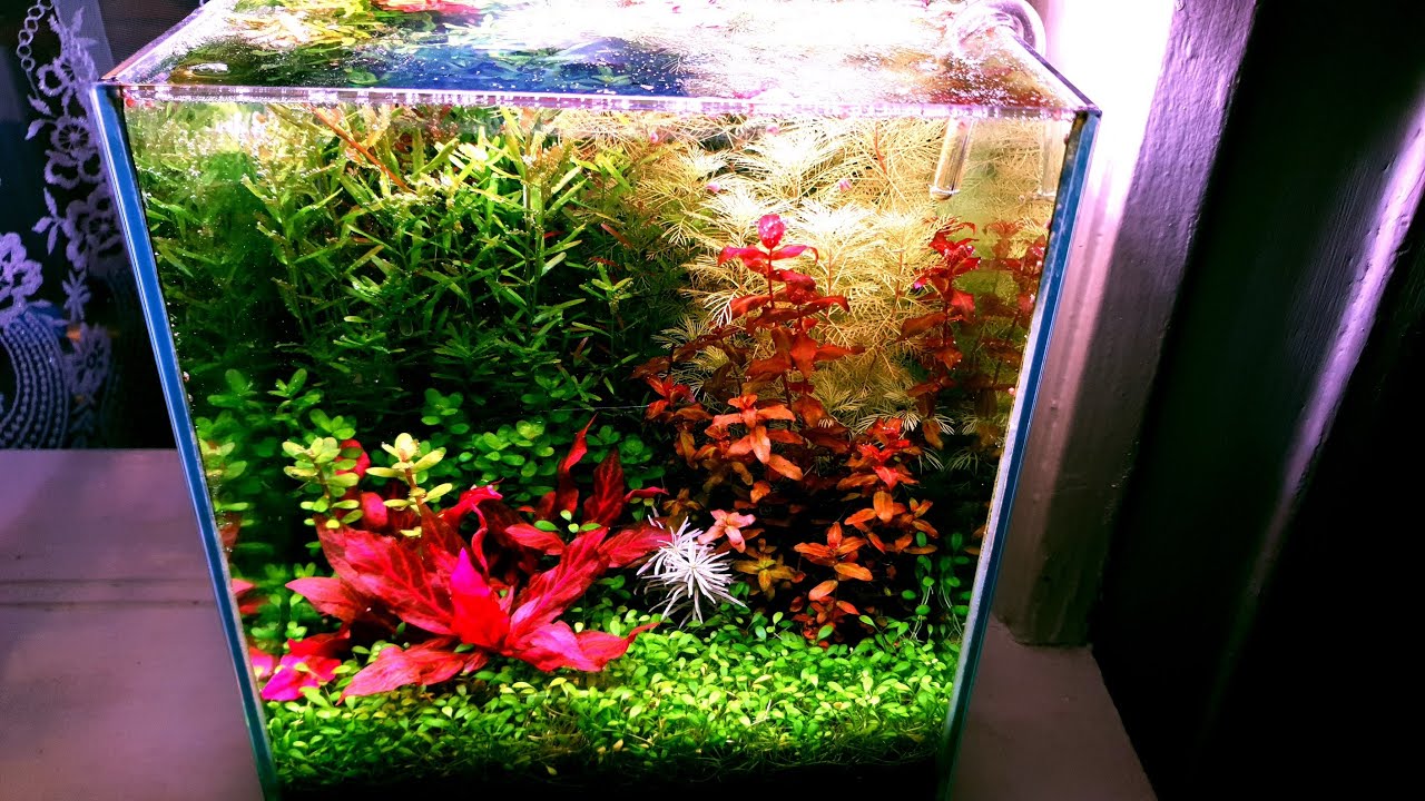 127.Chihiros Aqua Soil. Czy warto kupic? Moje spostrzeżenia po 4 miesiącach testowania