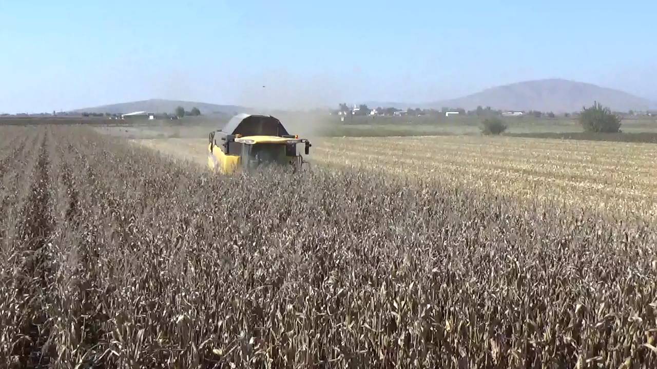 corn harvest 2016 new holland cx880 Nikolopoulos Farsala
