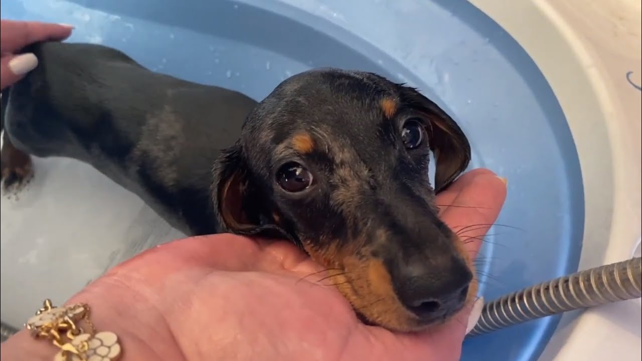 МИНИ-ЩЕНОК ТАКСЫ ПРИНИМАЕТ ПЕРВУЮ ВАННУ 🛁