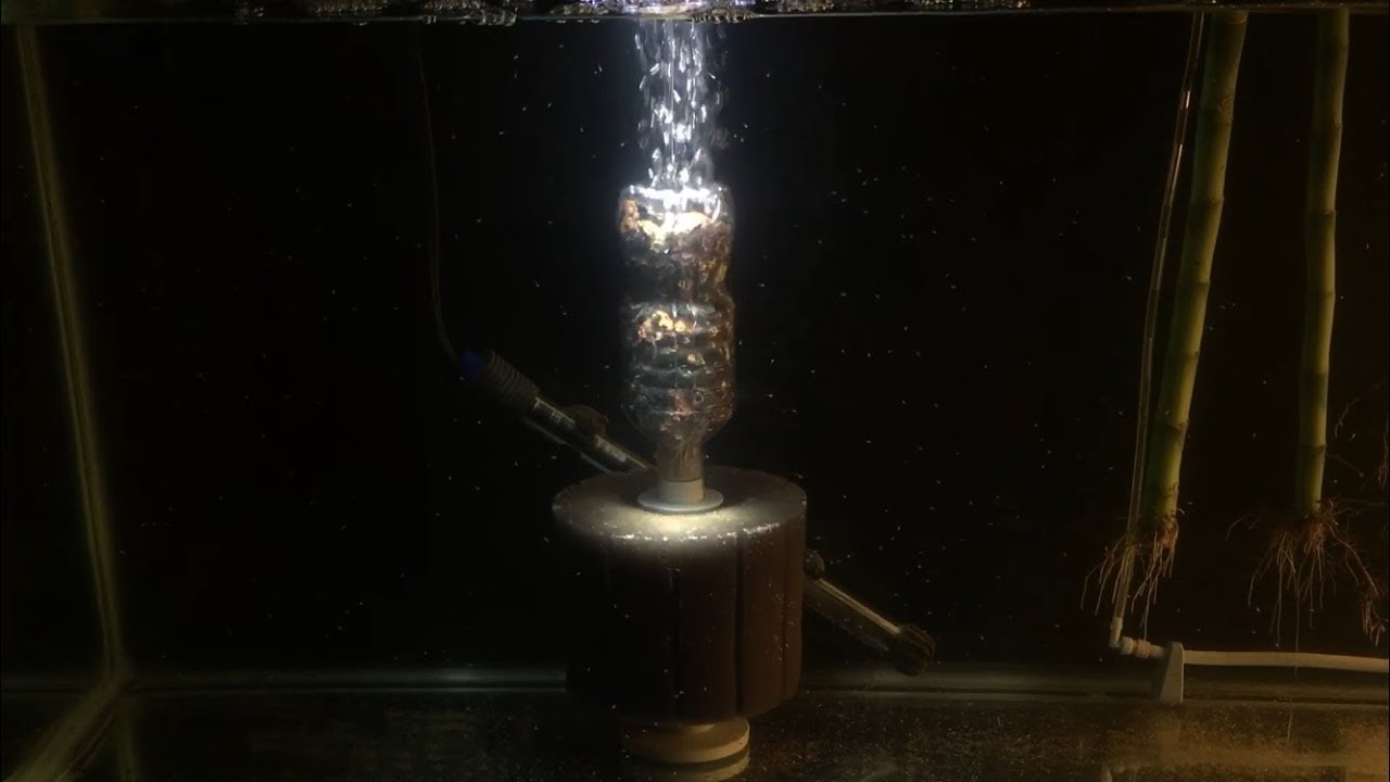 Gourami Fry 1 week old updates
