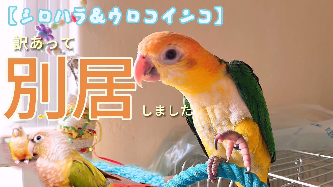 【ウロコインコ&シロハラインコ】別居する事にしました