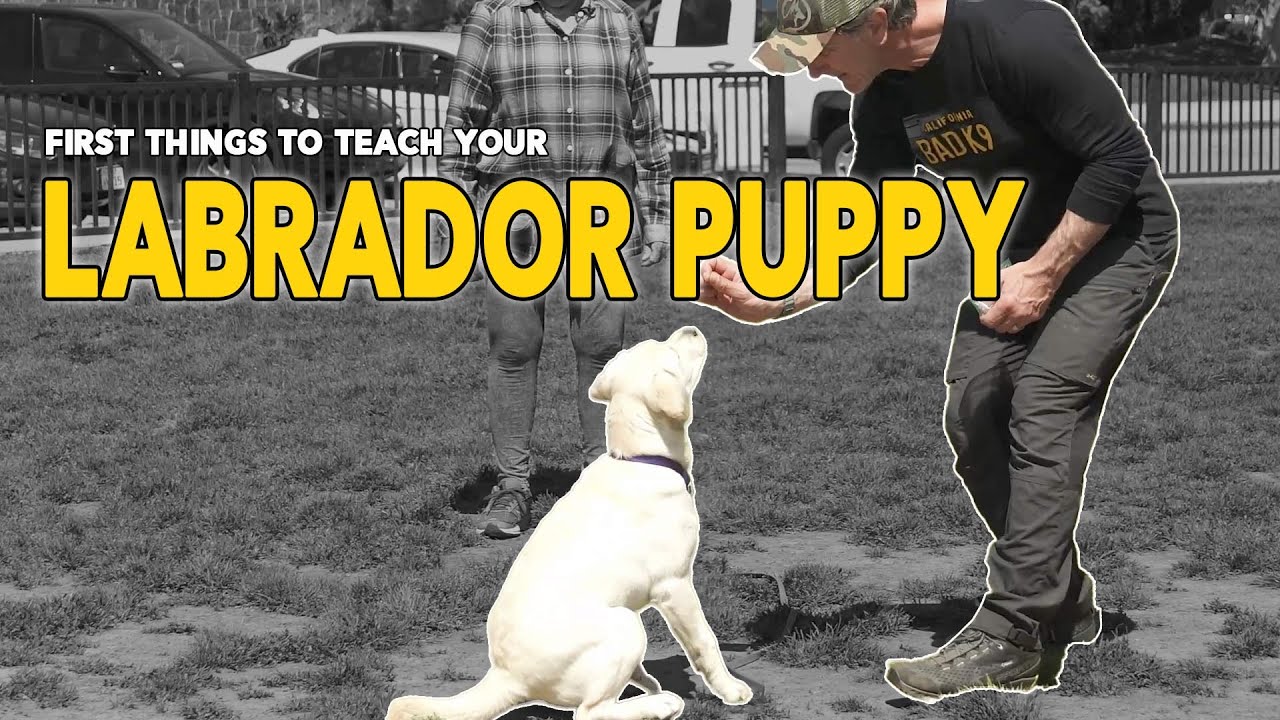 First Things to Teach Your PUPPY - COME and DOWN - Easy Puppy Training with Robert Cabral