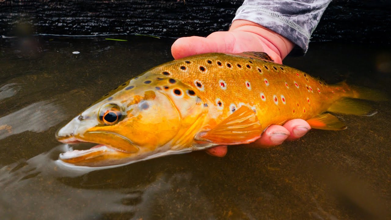 Traveling 7,000 Miles To Catch Big Trout!