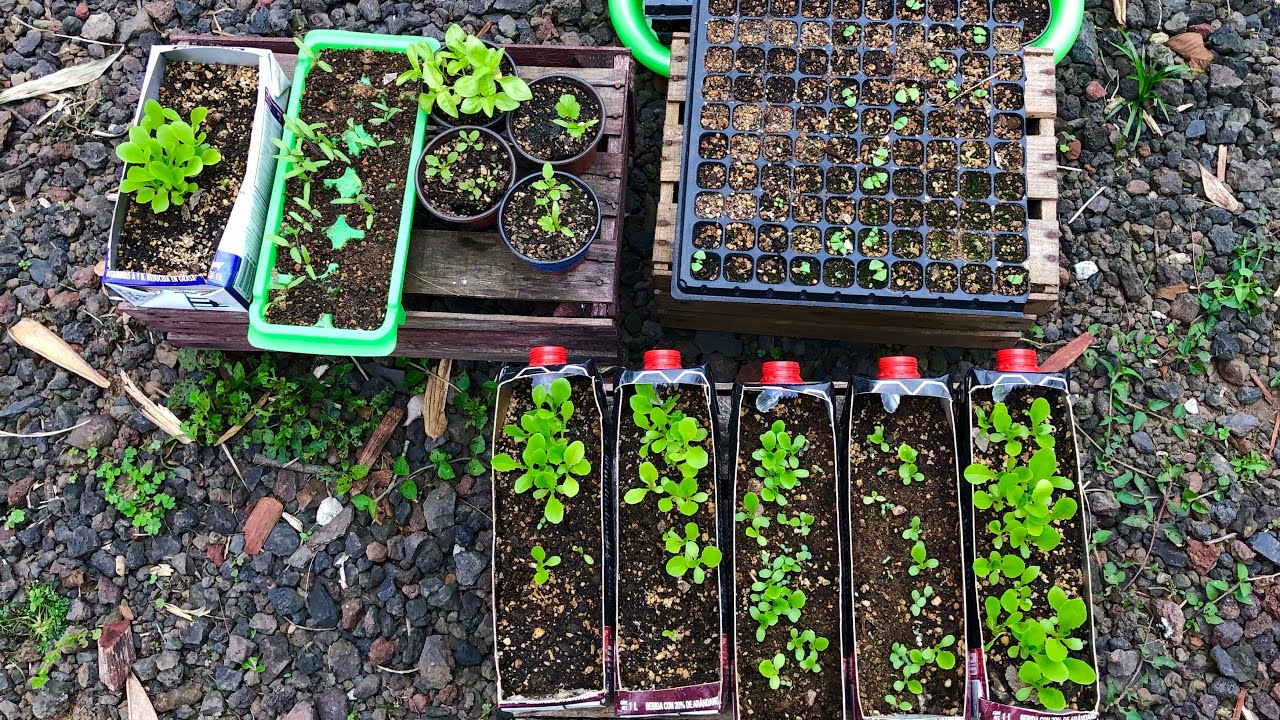 Cómo EMPEZAR UN HUERTO ORGÁNICO en CASA de CERO paso a paso / SEMILLEROS y PLANTINES