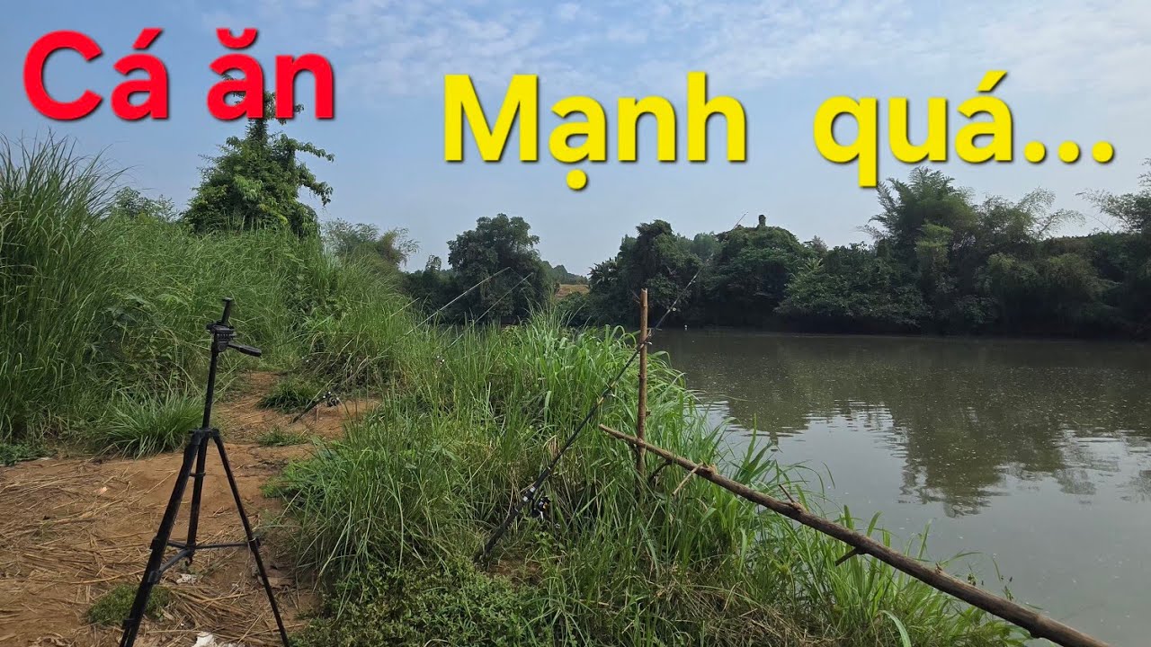 Câu  cá sông Bé bãi  vườn  chuối,  cá  ăn  thấy  mê  .