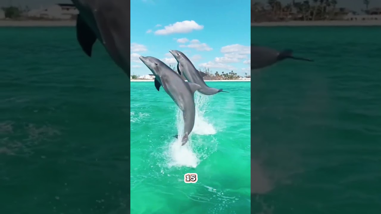 The Amazing Reasons Dolphins Jump Out of Water!