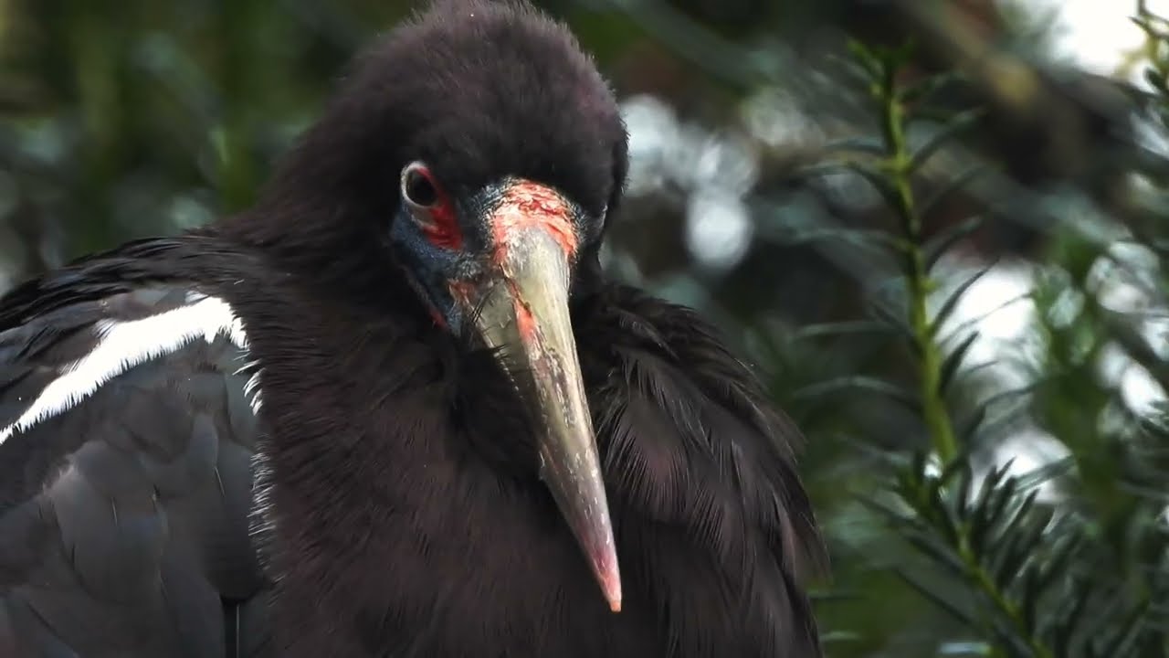 Close-up Abdim's Stork  4K